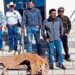 Eliminará sequía al 30% del ganado