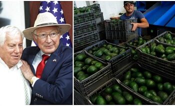 Confirma EU destape de bloqueo contra aguacate en Michoacán