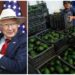 Confirma EU destape de bloqueo contra aguacate en Michoacán