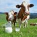 Este es el mejor tipo de leche para consumir, según Profeco