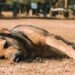 Envenenan a perros y gatos en el Fraccionamiento Pegüis