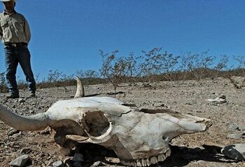 Tuvo Chihuahua el mayor retroceso en actividad agropecuaria del país