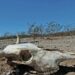 Tuvo Chihuahua el mayor retroceso en actividad agropecuaria del país