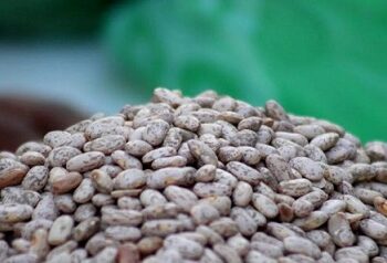 Invade frijol de EU a Chihuahua; importación se disparó por sequía