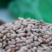 Invade frijol de EU a Chihuahua; importación se disparó por sequía