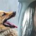 Mujer fue atacada por 8 perros en EEUU