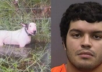 Arrestaron a sujeto que dejó amarrado a perrito durante “Milton”