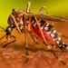 Suman 23 casos de dengue en el estado: Salud federal