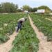 Pega sequía al empleo en el campo