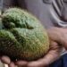 Conoce los beneficios de la cáscara de chayote para la salud