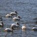 Incrementa avistamiento de aves más del 200% en el Rio San Pedro en Meoqui