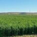 En riesgo 30 mil hectáreas de alfalfa por falta de agua