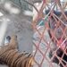Alzan la voz por animales del Zoológico de Aldama