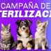 Inicia nuestra Campaña de Esterilización