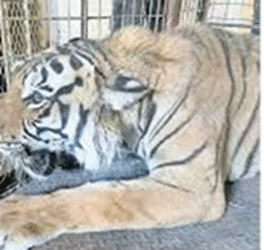 Aseguran tigre en taller mecánico