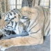 Aseguran tigre en taller mecánico