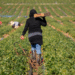 20 empresas en EE.UU. que ofrecen más visas H-2A para trabajo agrícola en 2025