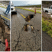 Surge socavón en carretera Camargo-Ojinaga; cierran paso en La Perla