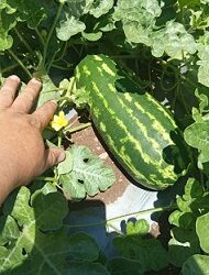 Ciencia que endulza: la UACH impulsa investigación para mejorar la calidad de la sandía con biotecnología natural.