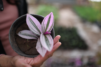 La UACH comparte consejos para cuidar tus plantas ornamentales si decides salir de vacaciones.