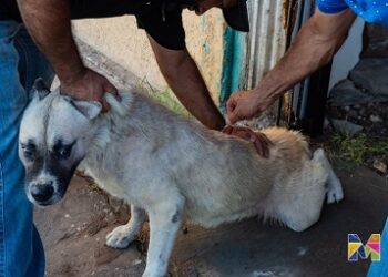Redoblan en Meoqui acciones para prevenir enfermedades transmitidas por vectores, llevan servicios a Col. Tierra y Libertad