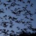 La UACH invita a celebrar la importancia de los murciélagos con el “Bat Weekend”