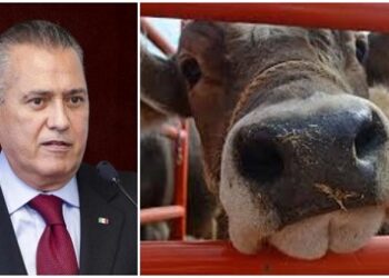 Respalda Beltrones a Chihuahua vs importación de carne de Brasil