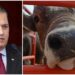 Respalda Beltrones a Chihuahua vs importación de carne de Brasil