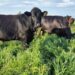 Un descubrimiento clave para la producción de alfalfa