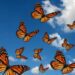 De Canadá a Michoacán, el camino de mariposas monarca