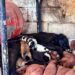 Rescata Gobierno Municipal de Meoqui a perrita que cayó en trampa en la comunidad de El Cuervo