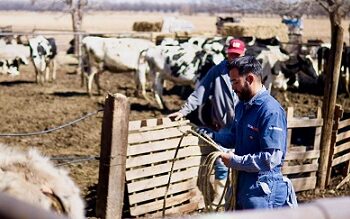 Continua apoyo a productores de Meoqui con Programa “Médico Visita mi Establo”