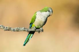 Qué significa que aparezcan cotorras en tu jardín