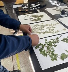 Resguarda FZyE-UACH colección de 4,800 plantas en su Herbario Científico.