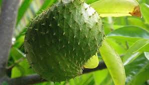 La rica fruta aliada contra el cáncer y la diabetes: incluso el uso de sus hojas son benéficas en té