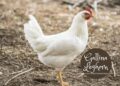 Coyame: Gallinas leghorn convocatoria abierta hasta mañana 5 de mayo