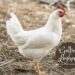 Coyame: Gallinas leghorn convocatoria abierta hasta mañana 5 de mayo