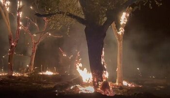 Así captaron fuerte incendio en el bosque de Aldama