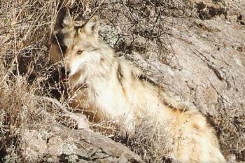 Donó EU tres lobos mexicanos; los liberaron en Casas Grandes 