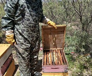En Meoqui se trabaja a favor de la preservación de las abejas