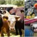México se blinda de EU: suspende intercambio de animales por GBG