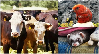 México se blinda de EU: suspende intercambio de animales por GBG