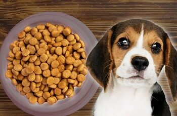 Retiran de forma urgente famosa marca de comida para perros; advierten riesgo mortal para mascotas