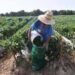 Buena cosecha, malos precios: el reto que enfrentan productores de chile en Camargo