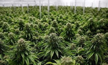 Colapsa mercado legal de marihuana en EU
