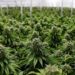 Colapsa mercado legal de marihuana en EU