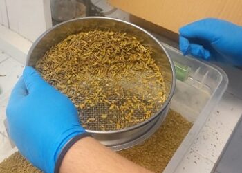 Investigación de la UACH fortalece el aprovechamiento sustentable del orégano chihuahuense.