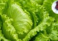 ¿Dónde se cultiva la lechuga señalada por brote de diarrea en EU?