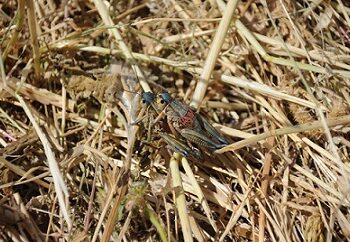 Especialista de la UACH explica la importancia ecológica de los chapulines.