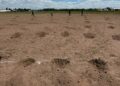 FCAyF-UACH establece parcela experimental para definir la densidad óptima de plantación de sotol.